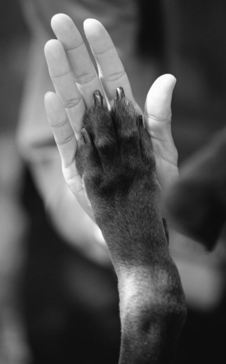 PROFESSIONAL PET PHOTOGRAPHY  SESSIONS